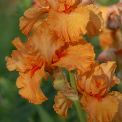 iris fuveau