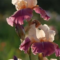 Couleurs d'iris