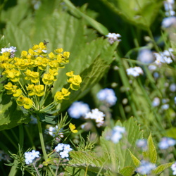 Fleurs. Vallée des Bans